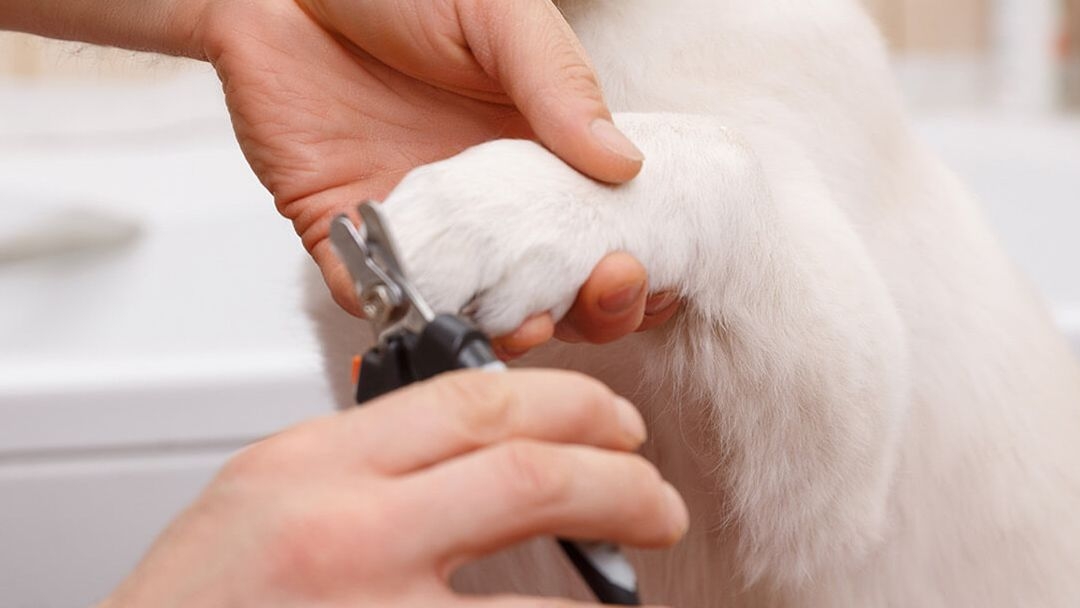 Cómo cortar las uñas de un cachorro