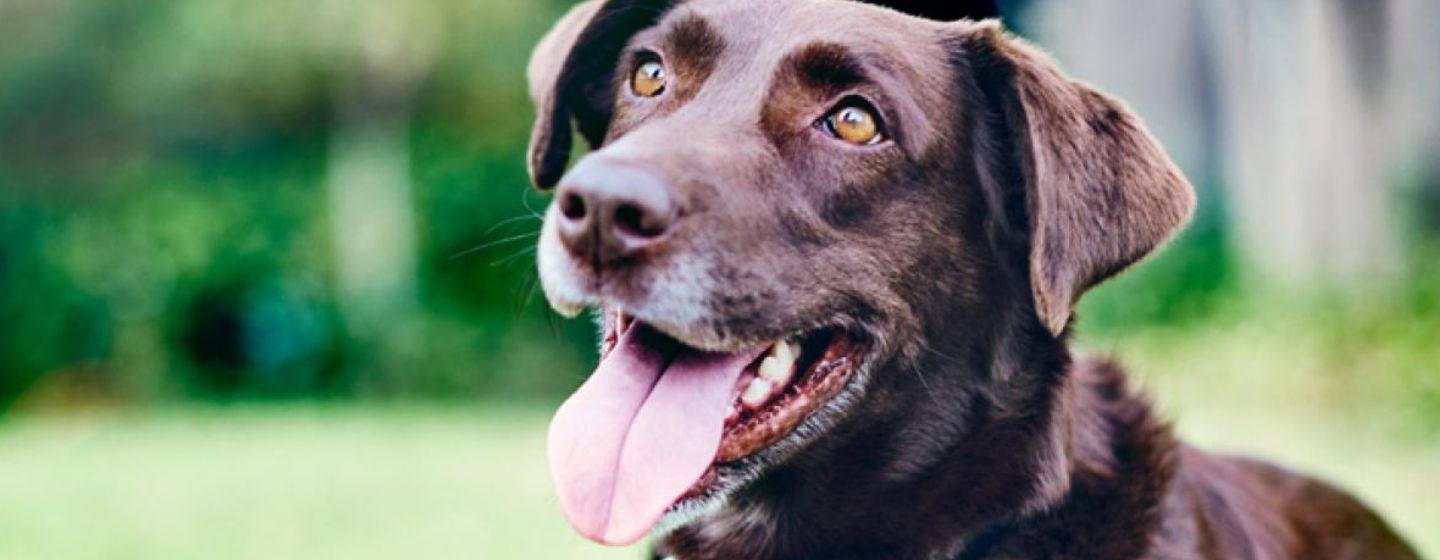 Cómo influye la salud dental en la felicidad de tu perro