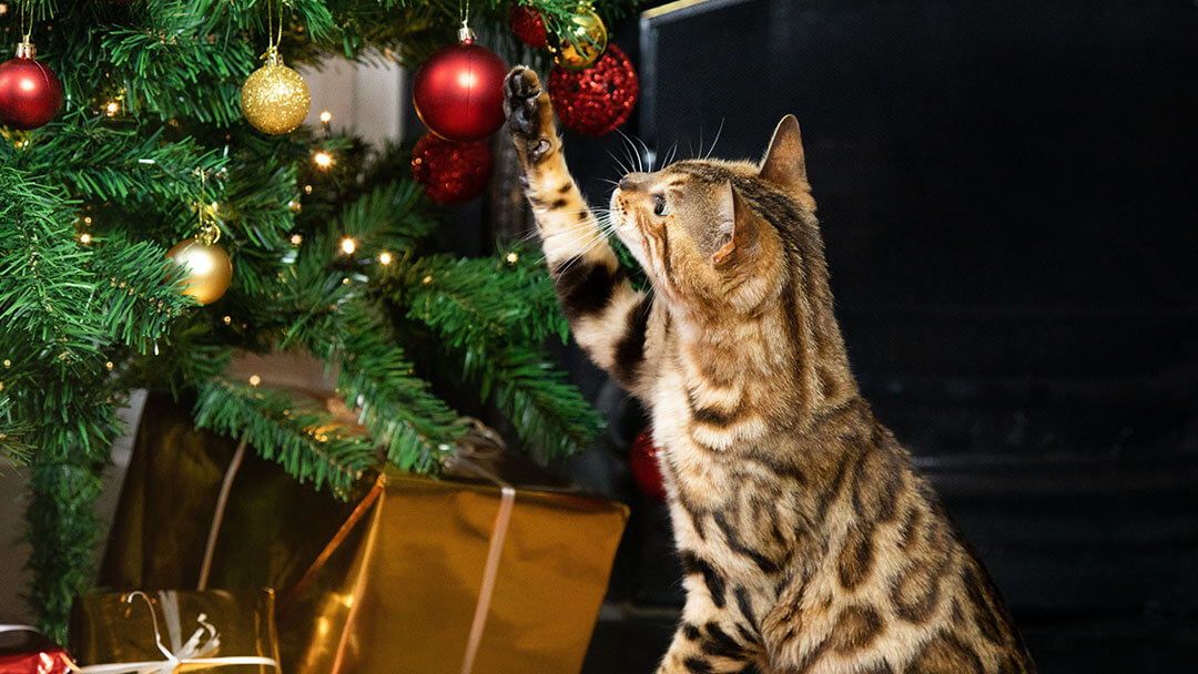 gato jugando con el árbol de navidad