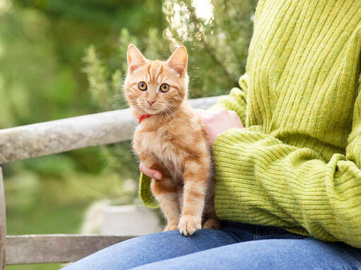 Gatito de color naranja sentado en el hombro de una mujer