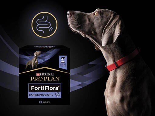 Perro con producto Purina® Pro Plan® Fortiflora​