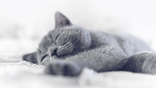 gato azul durmiendo